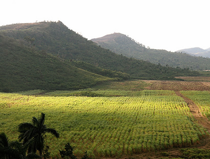 Sugar Cane Field